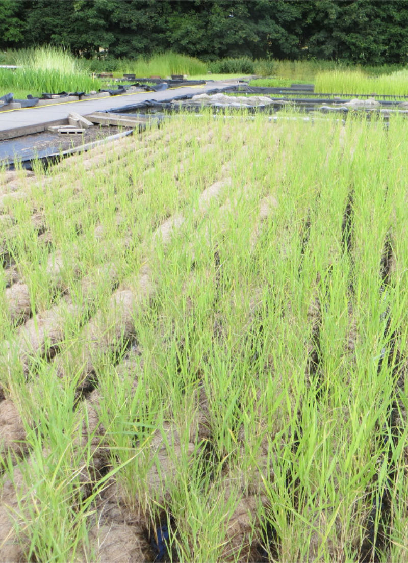 Kokosovi valji - erozijska zaščita strmih brežin
