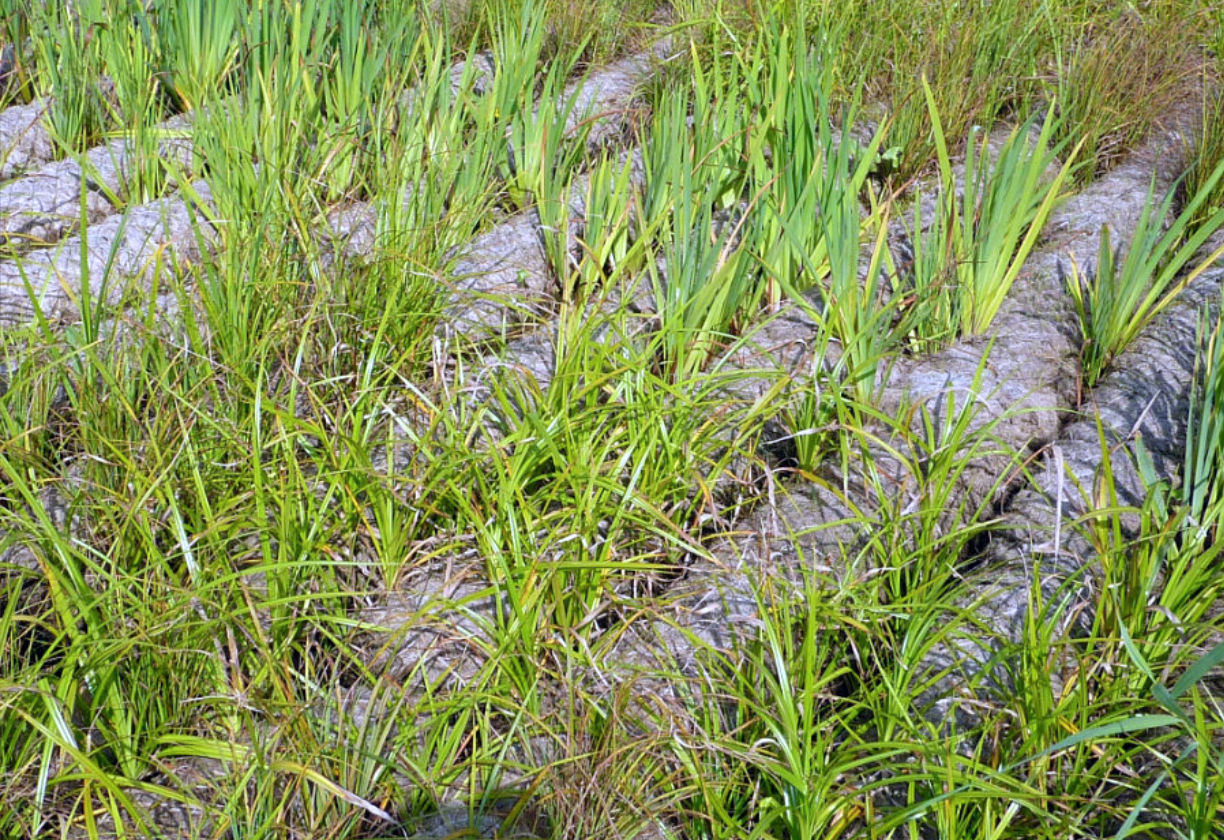 Kokosovi valji - erozijska zaščita strmih brežin